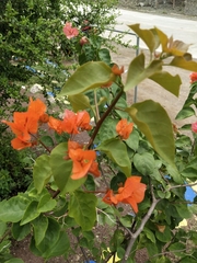 Bougainvillea spectabilis