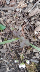 Hepatica americana