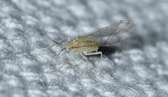 Takecallis arundinariae