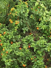 Lantana camara
