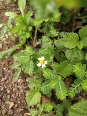 Tridax procumbens