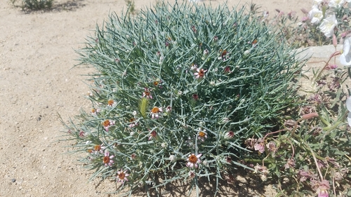 Image of Nicolletia occidentalis by (c) Mitch Van Dyke, some rights reserved (CC BY)