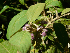 Callicarpa tomentosa