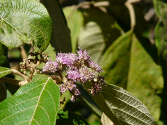Callicarpa tomentosa