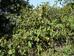 Callicarpa tomentosa