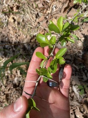 Crataegus berberifolia
