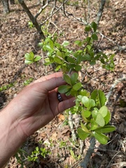Crataegus berberifolia