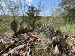 Opuntia cespitosa