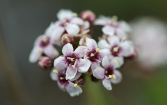 Valeriana carnosa