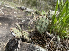 Opuntia cespitosa