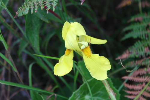 Moraea moggii subsp. moggii image