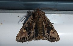 Ichneutica skelloni