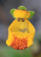 Calceolaria uniflora × polyrhiza
