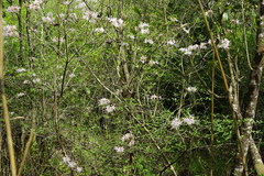 Rhododendron flammeum