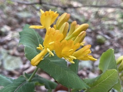 Lonicera flava