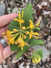 Lonicera flava