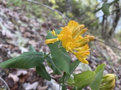 Lonicera flava