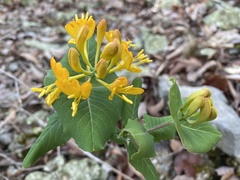 Lonicera flava
