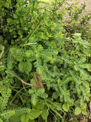 Phyllanthus urinaria