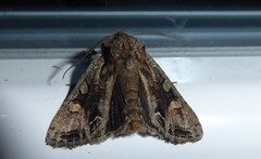 Ichneutica skelloni