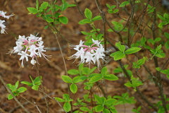 Rhododendron flammeum