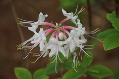 Rhododendron flammeum