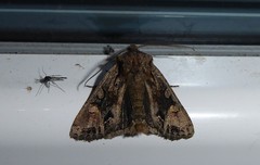 Ichneutica skelloni