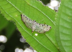 Pycnarmon cribrata