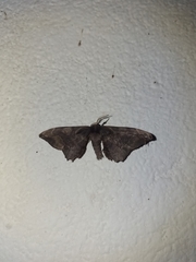 Phiditia