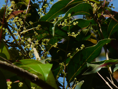 Olea dioica