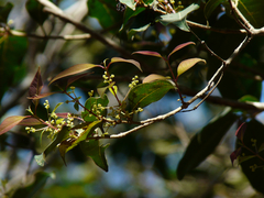 Olea dioica
