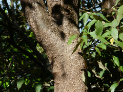 Olea dioica