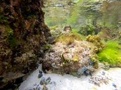Canthigaster punctatissima