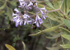 Habropoda tristissima