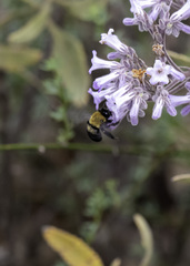 Habropoda tristissima