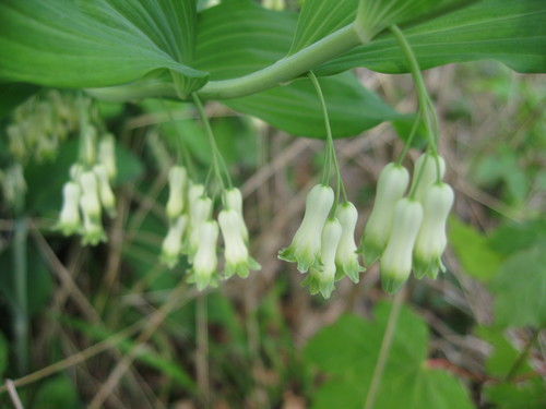 Daugiažiedė baltašaknė nuotrauka