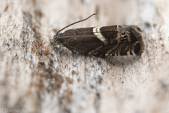 Grapholita lunatana