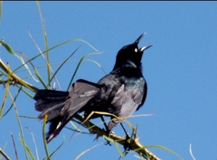 Quiscalus nicaraguensis