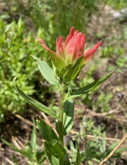 Castilleja miniata miniata