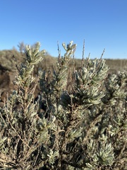 Artemisia rigida