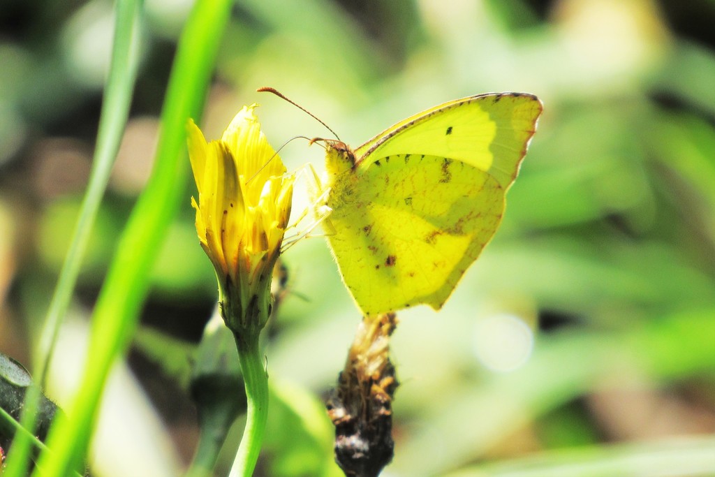Salome Yellow