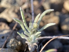 Antennaria flagellaris