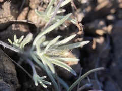 Antennaria flagellaris