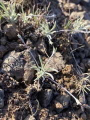 Antennaria flagellaris