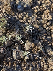 Antennaria flagellaris