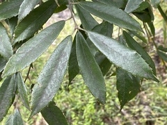 Fagaceae