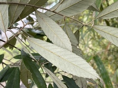 Fagaceae