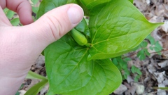Trillium flexipes