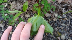 Trillium flexipes