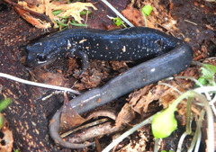 Plethodon teyahalee